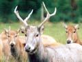 Père David deer