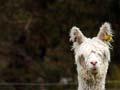 Suri alpacas
