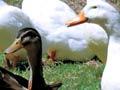 Ducks
