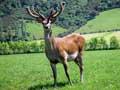 Top stag