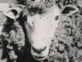 Prize Romney Marsh ram