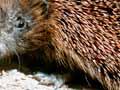 Hedgehog