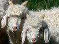 Doe and kid goats