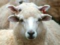 Coopworth ewes