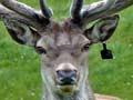 Trophy red stags