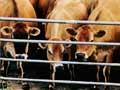 Cow yard