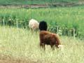 Break-feeding cattle