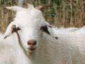 Cashmere goats