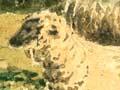 Sheep in the Wairarapa 