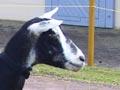 Sable goat