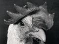 White Leghorn 