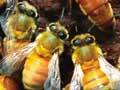 Queen surrounded by workers