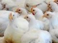 Broiler chickens