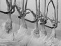 Processing chickens