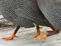 Guinea fowl