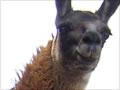 Llamas