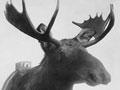The first moose
