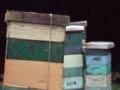 Beehives