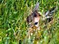 Welcome, Bambi!