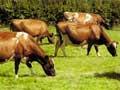 Ayrshire cows