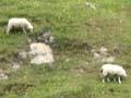 Sheep and cattle grazing hill country