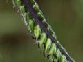 Paspalum