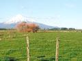 Taranaki gate 