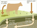 The nitrogen cycle in grazed pasture