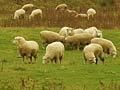 Sheep farm, Southland