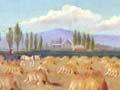 Harvesting wheat
