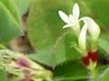 Subterranean clover