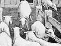 Shearing time 