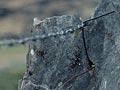 Stone fence post, Central Otago