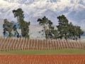 Vineyards, Awatere valley