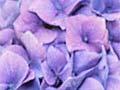 Blue and pink hydrangeas