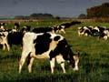 Dairying in Taranaki