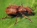 Clover root weevil