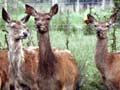 Deer farming
