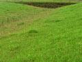 Hump-and-hollow pasture