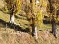 Poplars for erosion control