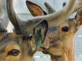 Deer in yards (2nd of 2)