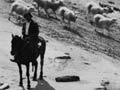 Sheep droving at Waihau Bay