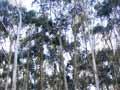 Gum plantation, Otago Peninsula