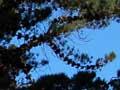 Veteran pine tree