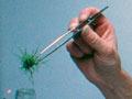 Cloned radiata pine shoots