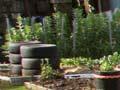 Community garden
