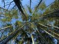 Douglas fir 
