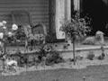 Suburban front garden
