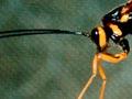 Ichneumon wasp