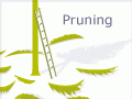 Life cycle of a managed radiata pine